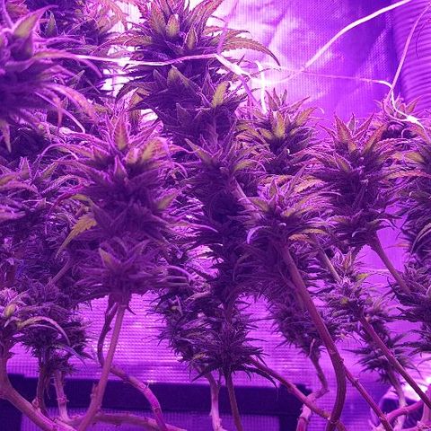 Daworka growlog timeline photo