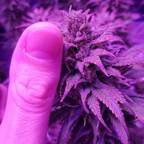 Daworka growlog timeline photo