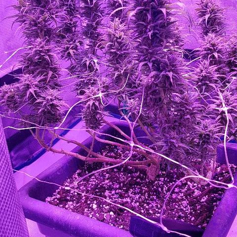 Daworka growlog timeline photo