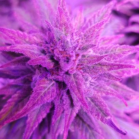 Daworka growlog timeline photo