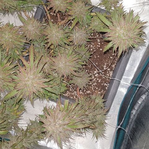 Daworka growlog timeline photo