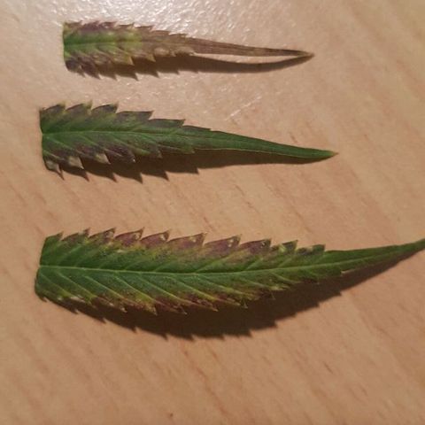 Daworka growlog timeline photo