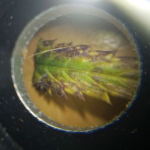 Daworka growlog timeline photo