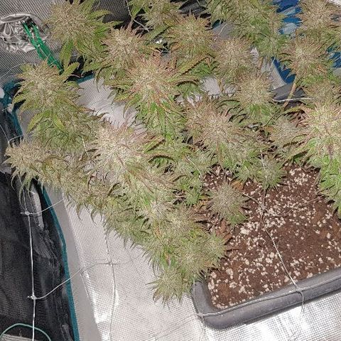 Daworka growlog timeline photo
