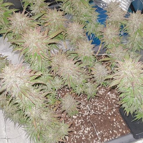 Daworka growlog timeline photo