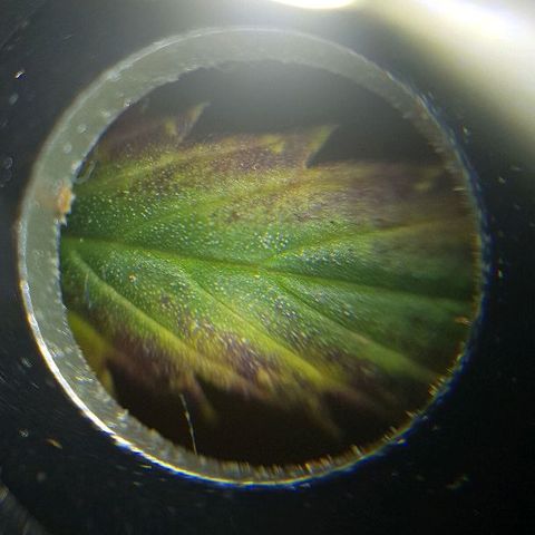 Daworka growlog timeline photo