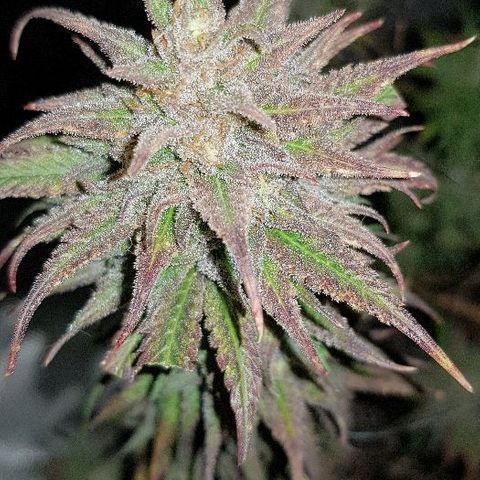 Daworka growlog timeline photo