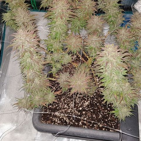 Daworka growlog timeline photo