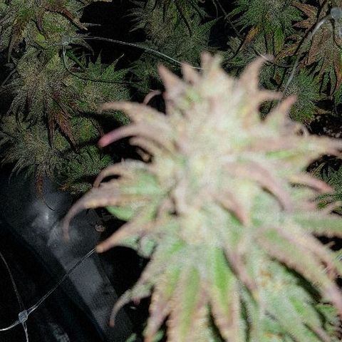 Daworka growlog timeline photo