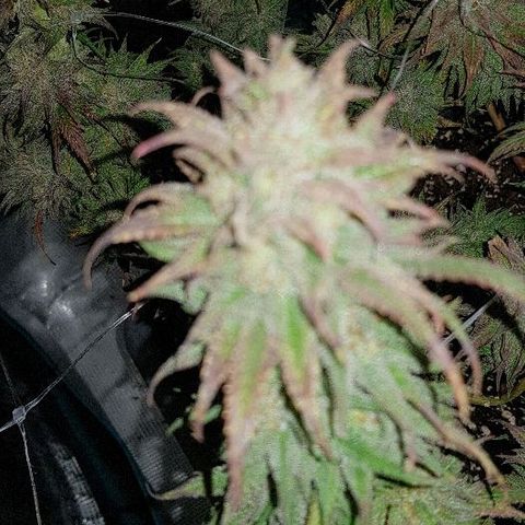 Daworka growlog timeline photo