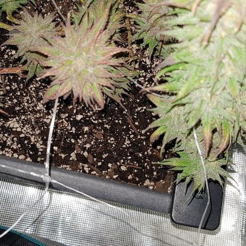 Daworka growlog timeline photo