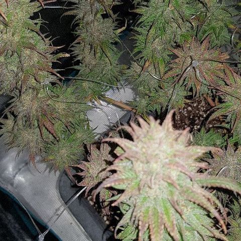 Daworka growlog timeline photo
