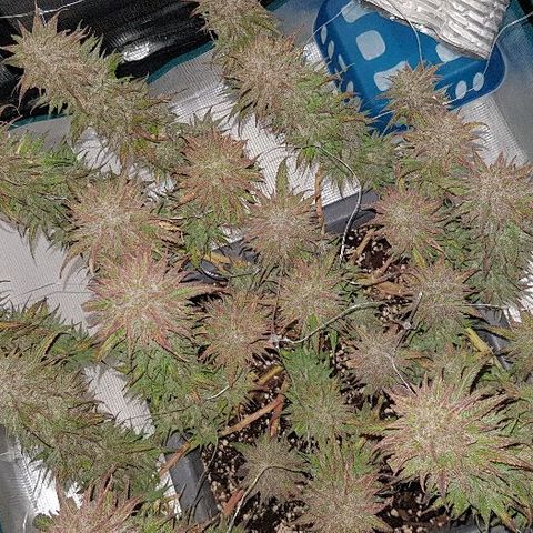 Daworka growlog timeline photo