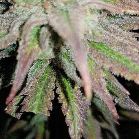 Daworka growlog timeline photo
