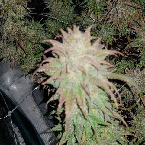 Daworka growlog timeline photo