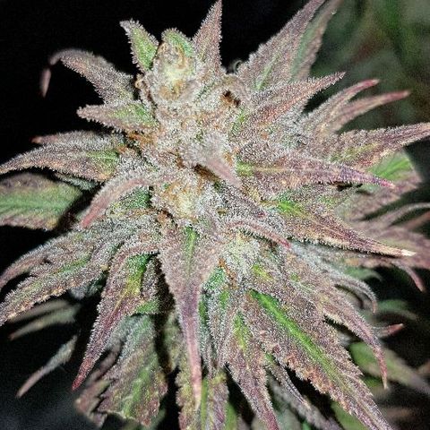 Daworka growlog timeline photo