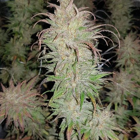 Daworka growlog timeline photo