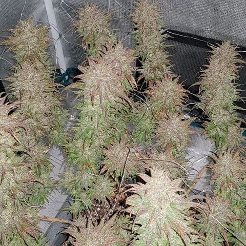 Daworka growlog timeline photo