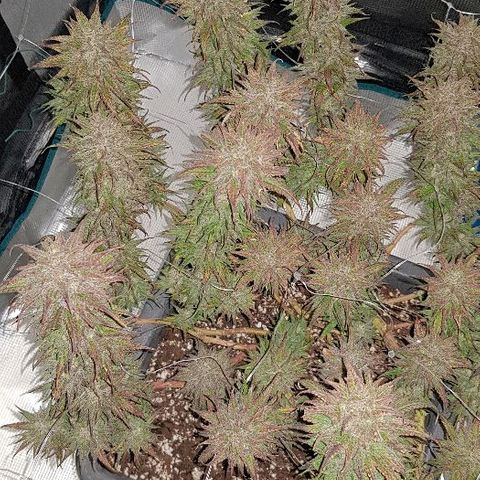 Daworka growlog timeline photo