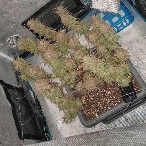 Daworka growlog timeline photo