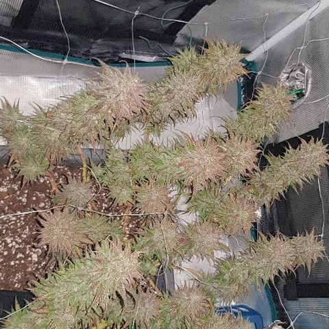 Daworka growlog timeline photo
