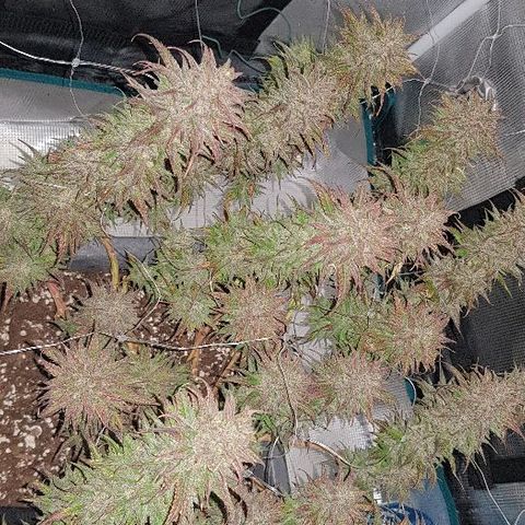 Daworka growlog timeline photo