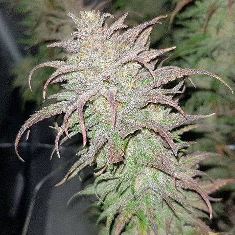Daworka growlog timeline photo