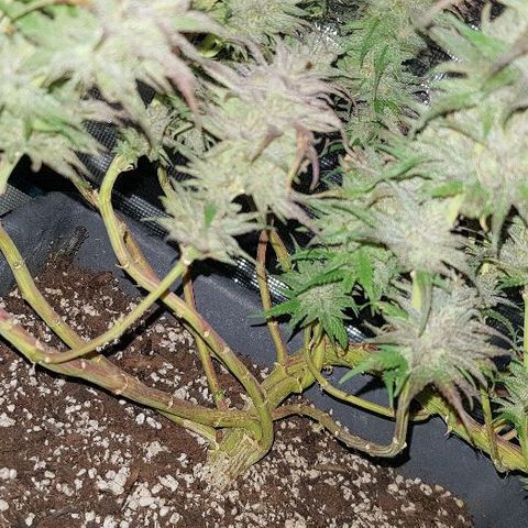 Daworka growlog timeline photo