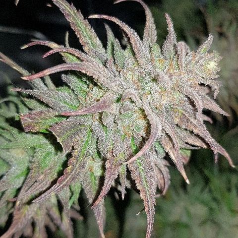 Daworka growlog timeline photo