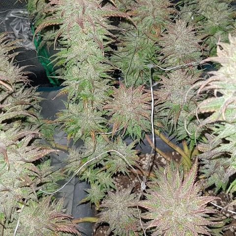 Daworka growlog timeline photo