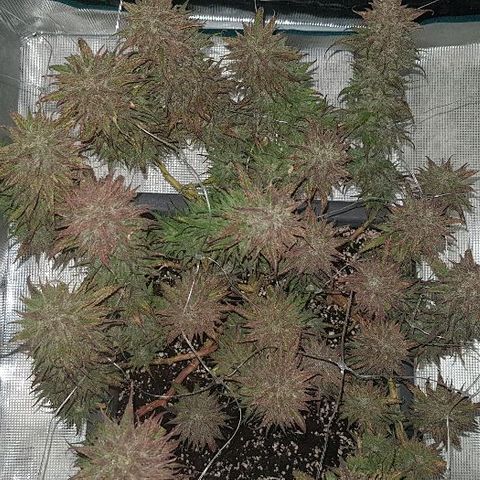 Daworka growlog photo: nakon flusha