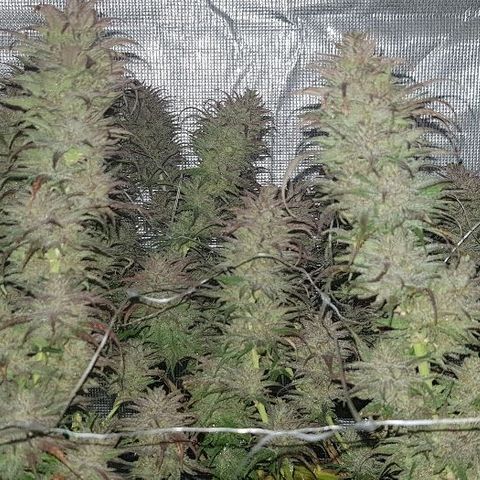 Daworka growlog photo: nakon flusha