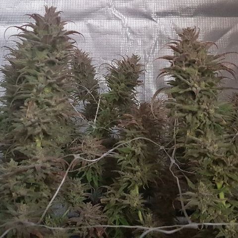Daworka growlog photo: nakon flusha