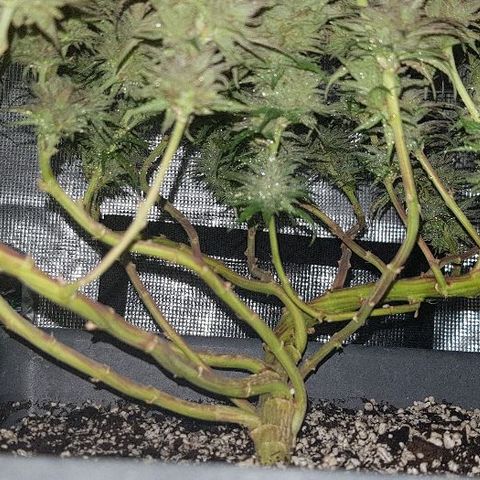 Daworka growlog photo: nakon flusha