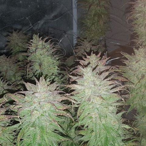 Daworka growlog photo: nakon flusha
