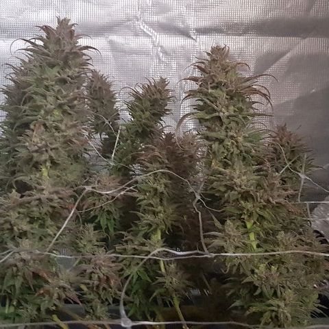 Daworka growlog photo: nakon flusha