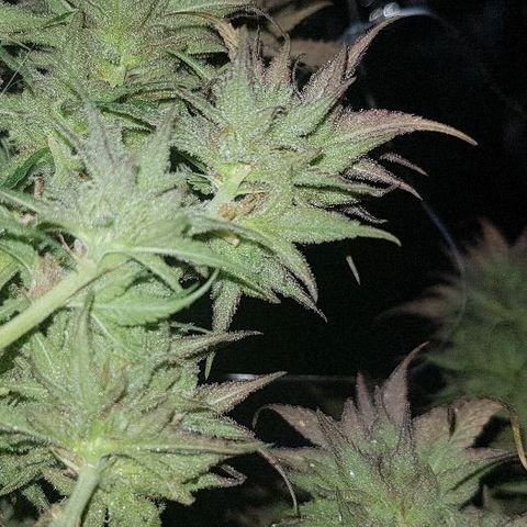 Daworka growlog photo: nakon flusha