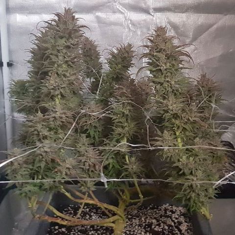 Daworka growlog photo: nakon flusha