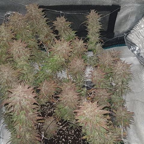 Daworka growlog photo: nakon flusha