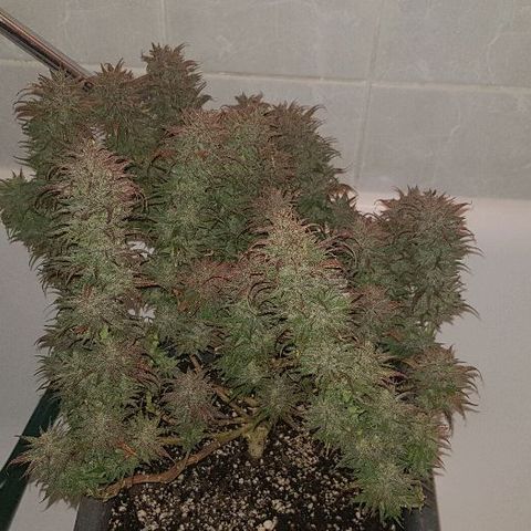 Daworka growlog photo: nakon flusha