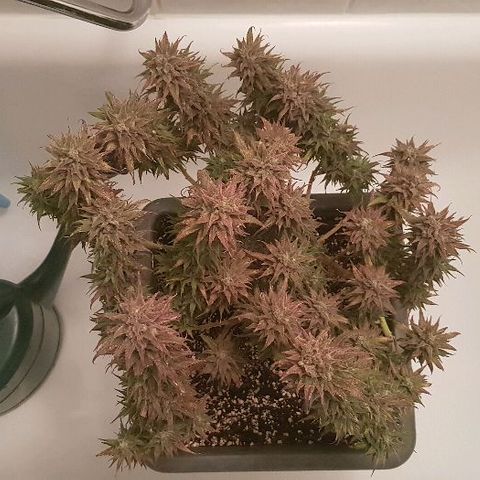 Daworka growlog photo: nakon flusha