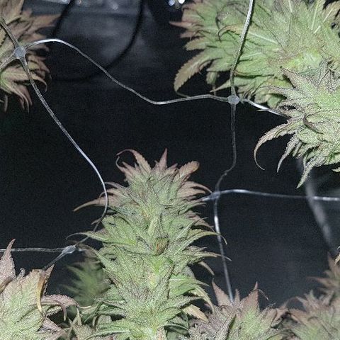 Daworka growlog photo: nakon flusha