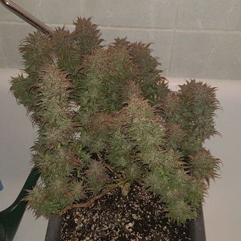 Daworka growlog photo: nakon flusha