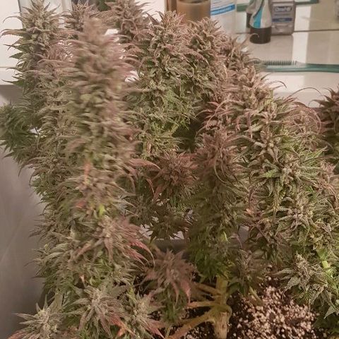 Daworka growlog photo: nakon flusha