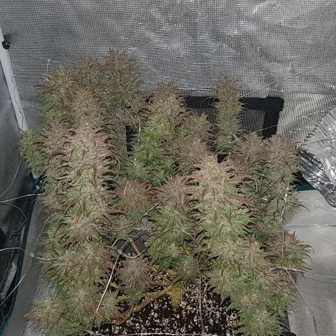 Daworka growlog photo: nakon flusha