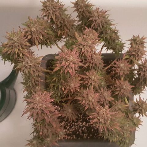 Daworka growlog photo: nakon flusha