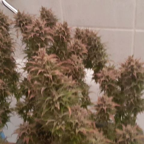 Daworka growlog photo: nakon flusha