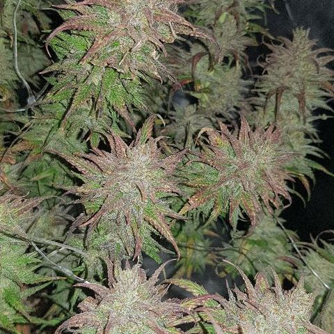 Daworka growlog timeline photo