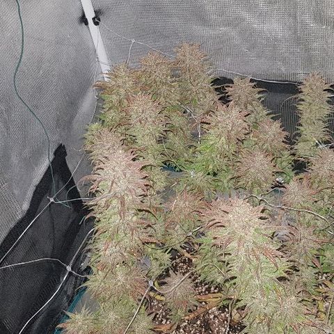 Daworka growlog timeline photo