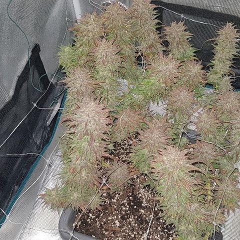 Daworka growlog timeline photo